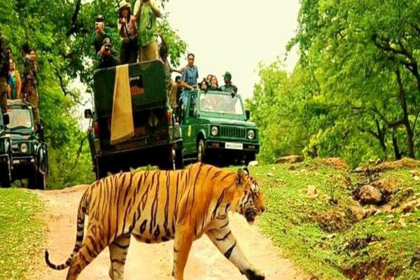 Nagpur to pench taxi