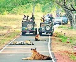 Nagpur to Tadoba Cab Service